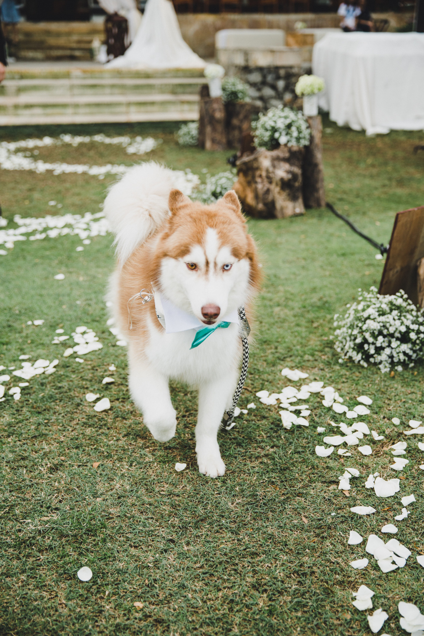 Two Dog-Lovers' Rustic Alfresco Wedding in Surabaya - Bridestory Blog