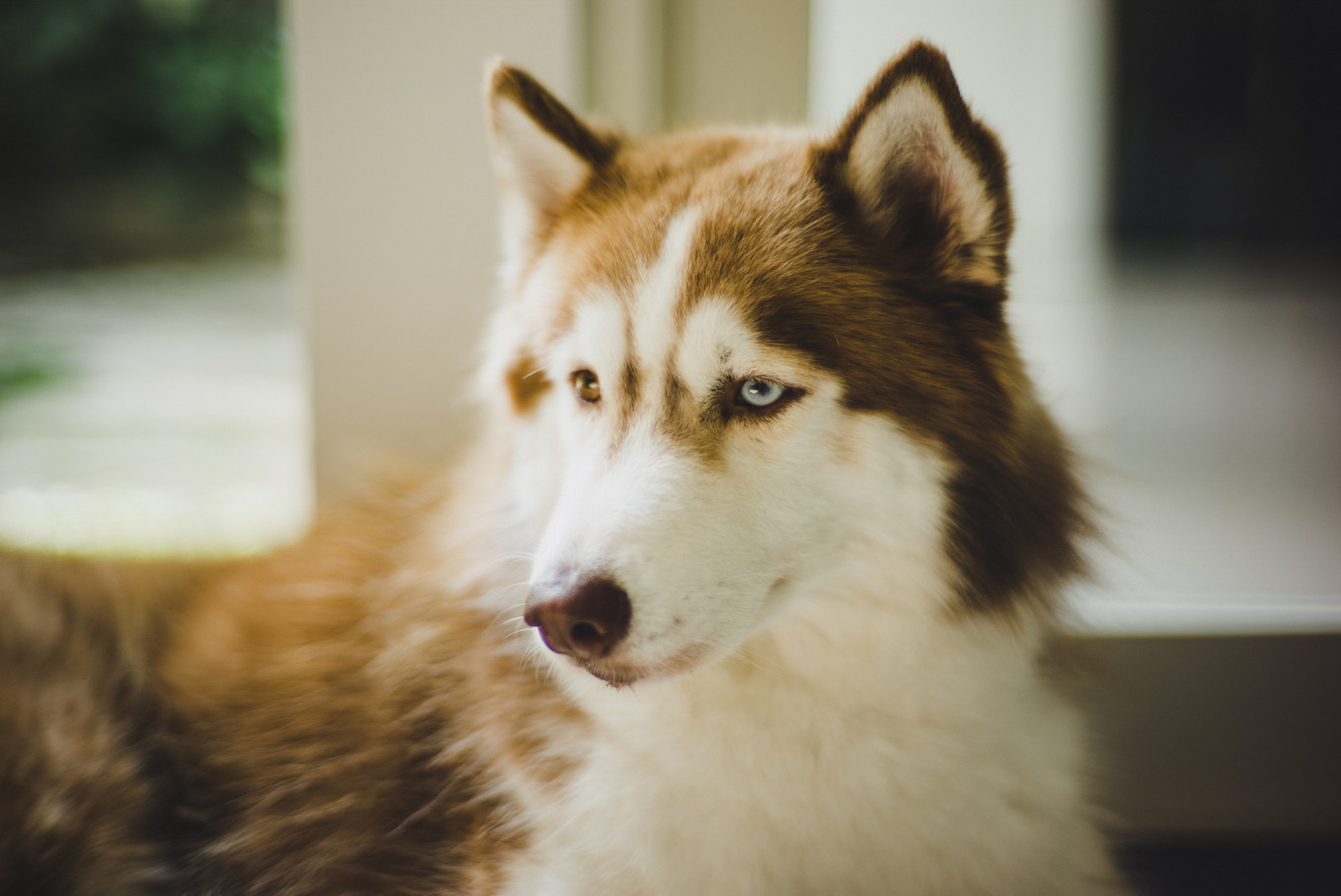 Two Dog-Lovers' Rustic Alfresco Wedding in Surabaya - Bridestory Blog