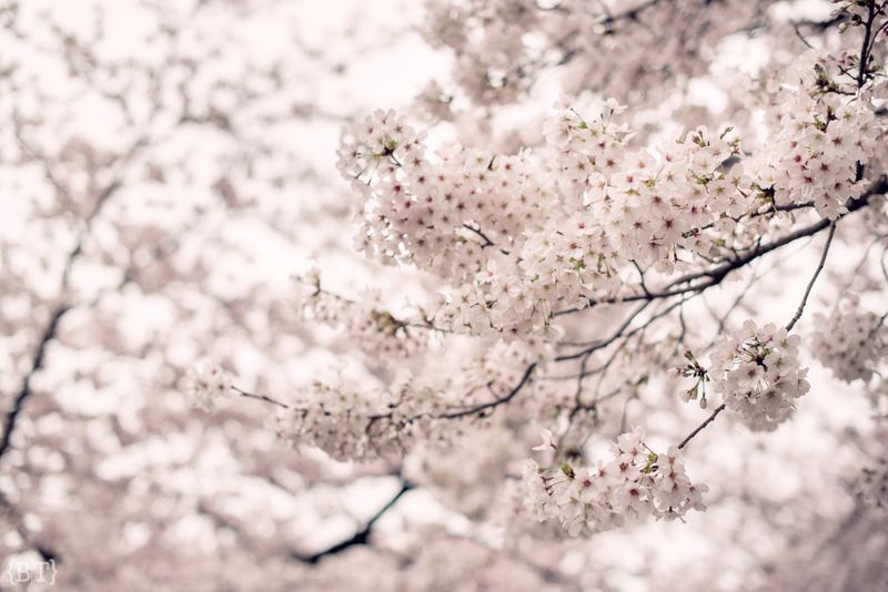 a-dreamy-pre-wedding-shoot-in-japan-1